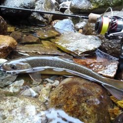 渓流ミノーイング ～九頭竜川水系～